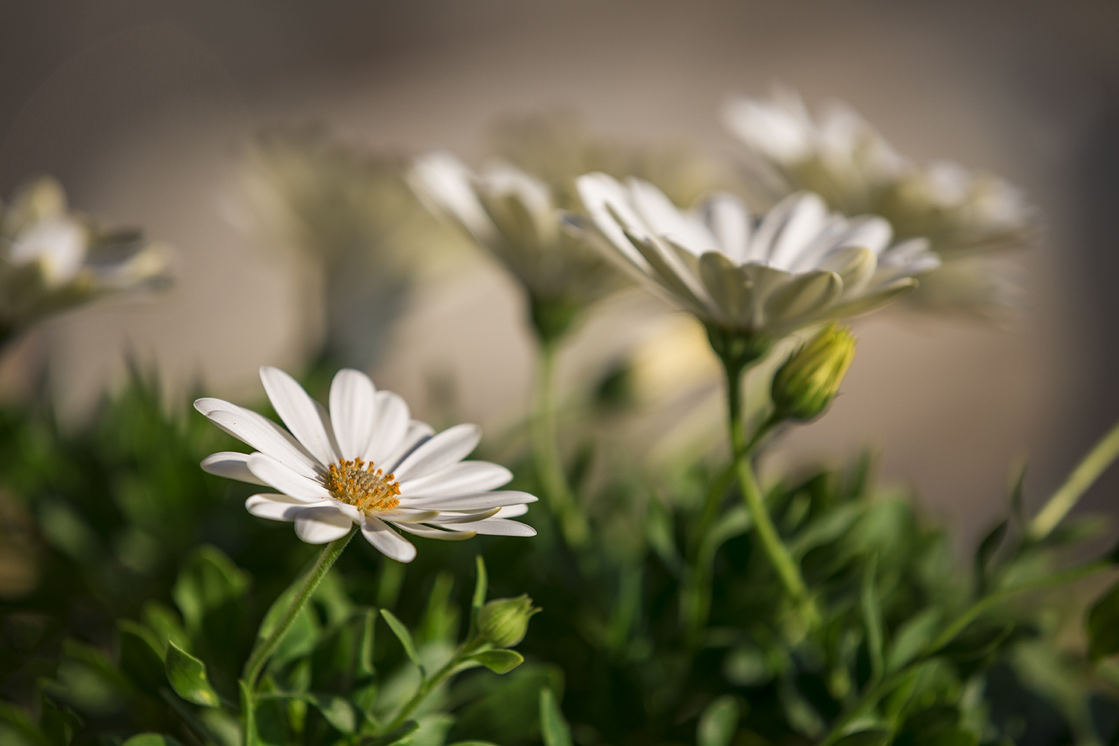 Flora